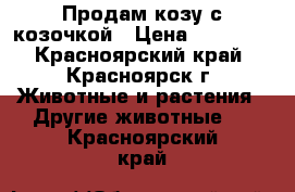 Продам козу с козочкой › Цена ­ 10 000 - Красноярский край, Красноярск г. Животные и растения » Другие животные   . Красноярский край